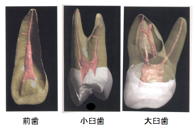歯の根っこの構造は 大阪で根管治療なら クレモト歯科なんば診療所